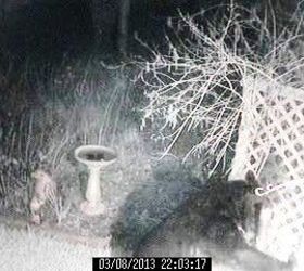wildlife bear 2, pets animals
