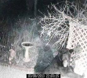 wildlife bear 2, pets animals