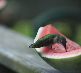 i m already looking foreword to summertime, pets animals