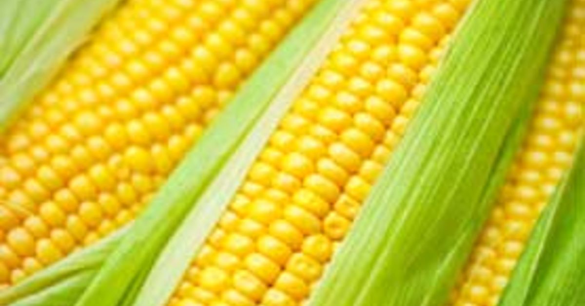 Planting corn? Hometalk Planting corn? Hometalk