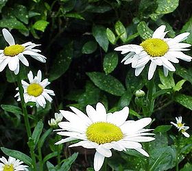 spring topdressing, flowers, gardening, perennials, shasta daisy