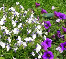 container gardening, container gardening, gardening