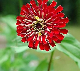 Zinnias in Bloom Hometalk