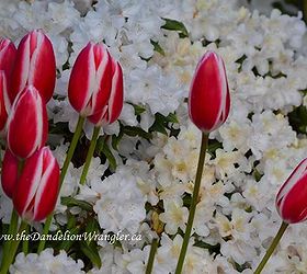 the skagit valley tulip festival tulip town follow the rainbow, gardening