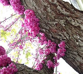 american redbud tree a classic, flowers, gardening
