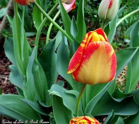 april blooms, flowers, gardening, succulents, Gudoshnik Tulips