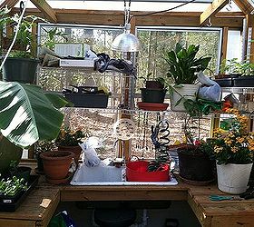 greenhouse, flowers, gardening, February 2012