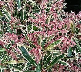 itching for spring plant id contest, gardening, 6