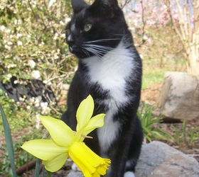 daffodils are already shining in my gardens the extremely early february gold is a, gardening, Daffodil February Gold always the first to bloom in my garden