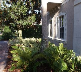 new sims landscape photos, gardening, landscape, Cardboard palms with Jackfrost Ligustrum in the background
