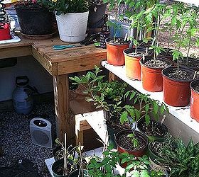 greenhouse, flowers, gardening, February 2012