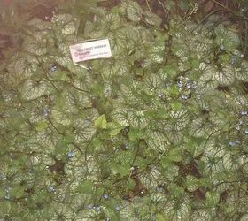 pics from 2013 southeastern flower show in atlanta, flowers, gardening, jack frost siberian bugloss