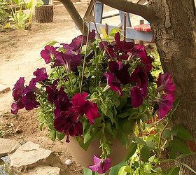 spring flowers, flowers, gardening, More pretty color to add to my back yard