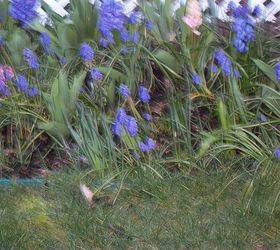 purple and blue flowers, flowers, gardening, closeup of both the muscari grape hyacinths and my regular hyacinths it smells nice out there