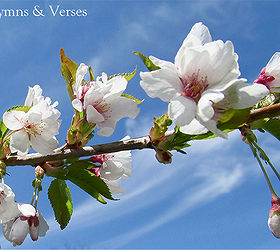 planting a living remembrance for our loved ones, gardening, Weeping Cherry Tree