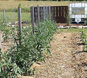 creating a simple and inexpensive rain water collection system, curb appeal, go green, A second tank sits above the garden for watering all of the plants with simple gravity and a hose