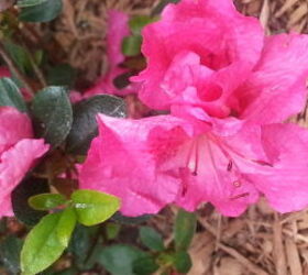things are looking brighter, gardening, landscape
