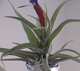 tillandsia air plant in bloom today, gardening