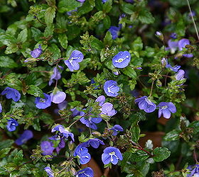 the first day of spring is march 20th but some plants are ahead of schedule, gardening, Veronica Georgia Blue looks good with Euphorbia