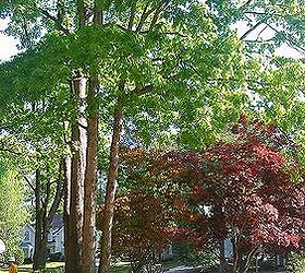 feeling a little melancholy watching trees come down, gardening, DURING I can already see more sun shining on my japanese maples and my camelia and azalea below