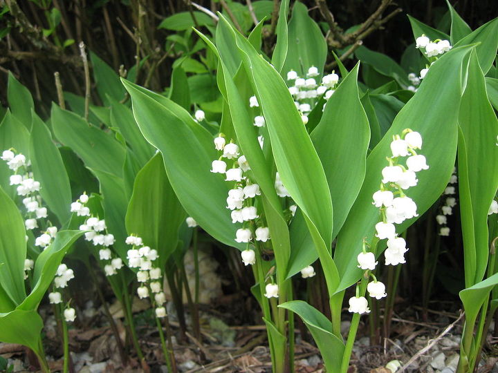 get control of invasive lily of the valley, flowers, gardening, hydrangea