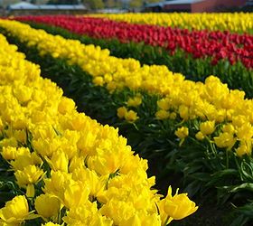 the skagit valley tulip festival tulip town follow the rainbow, gardening