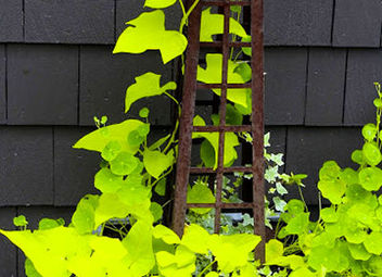 Natural Ways to Keep Ants Out of the House. | Hometalk