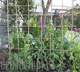 making a woven trellis, gardening, Train your plants up through the first few poles and then let them do their thing from there these peas know what to do
