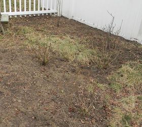 my perennial garden year 2, flowers, gardening, perennials, bed to right of path Has 3 montauk daisy plants in foreground flowering almond in corner