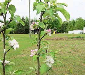 the beginning of our fruit orchard, flowers, gardening, hibiscus, I love how graceful they look