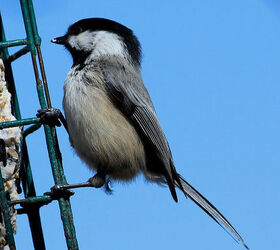too many birds to count, pets animals, Black capped Chickadee