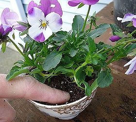 great idea for mothers day gift kids love making these, gardening, Firm the soil with your fingers