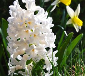white hyacinth and daffodil combination, gardening, Hyacinthus orientalis Aiolos and Narcissus Jenny combine here with some new blue foliage of ornamental grass Festuca Elijah Blue