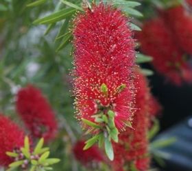 bottlebrush shrub on st simons island, gardening