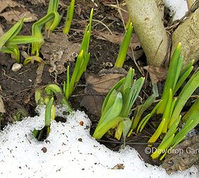 finally spring blooms, gardening, Narcissus still to bloom