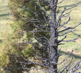 dealing with adversity is a must for the home diyer and gardener learning from, gardening, The remnants of an ornamental pine tree after catching fire from a spark