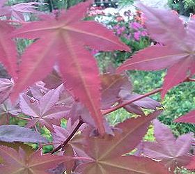 my love affair, gardening