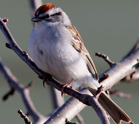 too many birds to count, pets animals, Chipping Sparrow