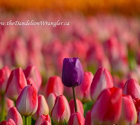 the skagit valley tulip festival tulip town follow the rainbow, gardening