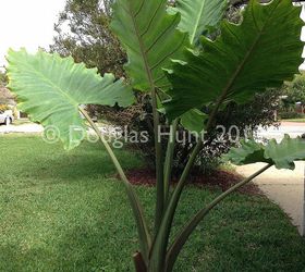 but i want to plant it now, gardening, Alocosia x Portora a hybrid developed by LariAnn Garner of Aroidia Research Despite its tropical looks it is hardy to zone 7b If it s happy in my garden it should get at least 8 feet high
