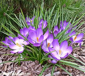 our first round of spring blooms in our gardens, gardening, Love this patch of purple Crocuses against the dark green of the Mugo pine next to them