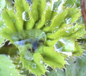 anticipating some blooms in my spring garden, flowers, gardening, Even as a new leaf emerges the water droplets gather in this alchemillia lady s mantle a gorgeous plant for it s leaf interest and chartreuse foamy flowers