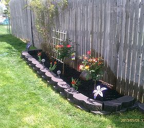 rose garden w 2 new playboy rose trees added amp few matching tulips, gardening