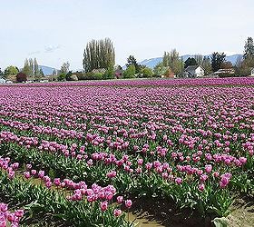 roozengaarde tulips, gardening, Purple Tulips