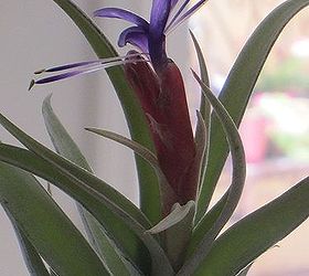 tillandsia air plant in bloom today, gardening
