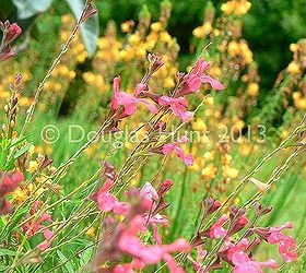 onward spring, gardening, Salvia greggii Lipstick blooms non stop in my garden Here it is with Bulbine frutescens behind it