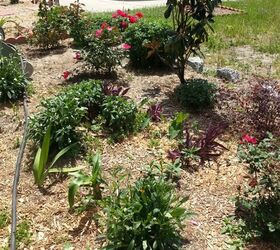 another garden area, gardening