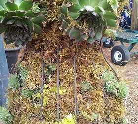 garden diva chick, flowers, gardening, succulents, Used spanish moss to cover the coconut fiber