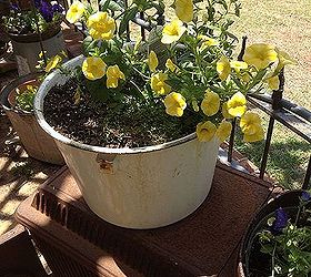 getting my terrace planted and flowers in old pots, flowers, gardening, fun pot of minature petunias taken before the hail knocked the wind out of them