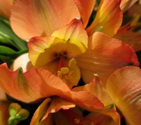 diy april showers gathering vase bouquet, flowers, gardening, home decor, Alstroemeria